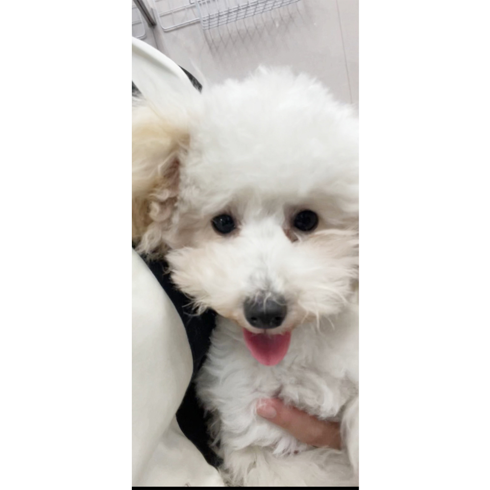 ☆生徒が撮影したモデル犬☆